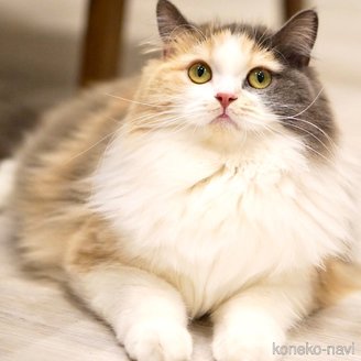 あんずちゃん1枚目